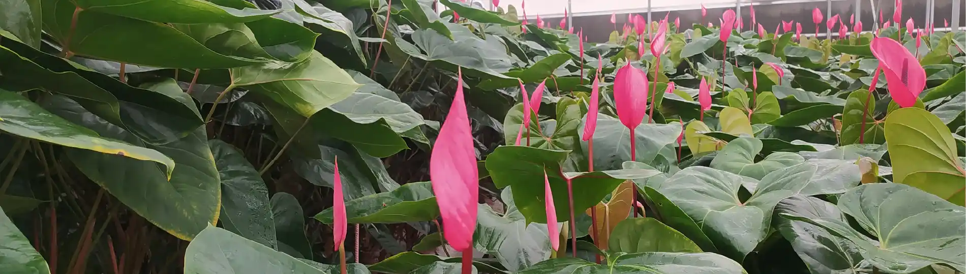 گل های آنتوریوم در محیط گلخانه، با استفاده از کودهای مایع کشاورزی کوداژ، برای رشد سالم و زیبا